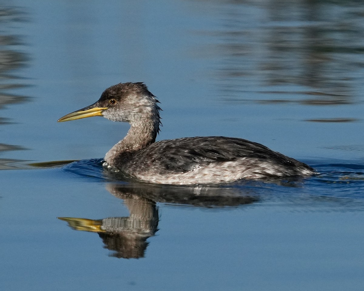 Somormujo Cuellirrojo - ML646638911