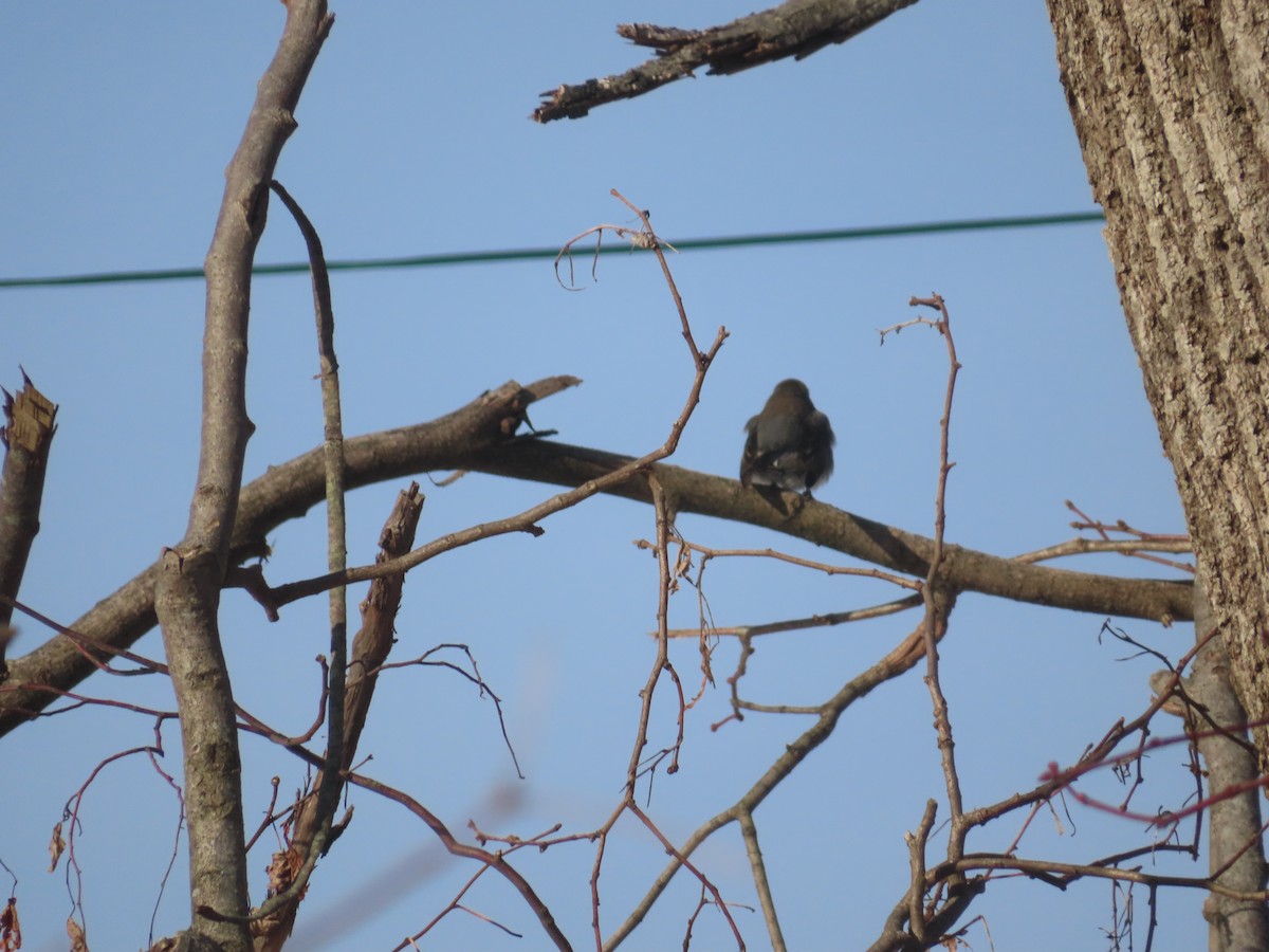 Dark-eyed Junco - ML646638912