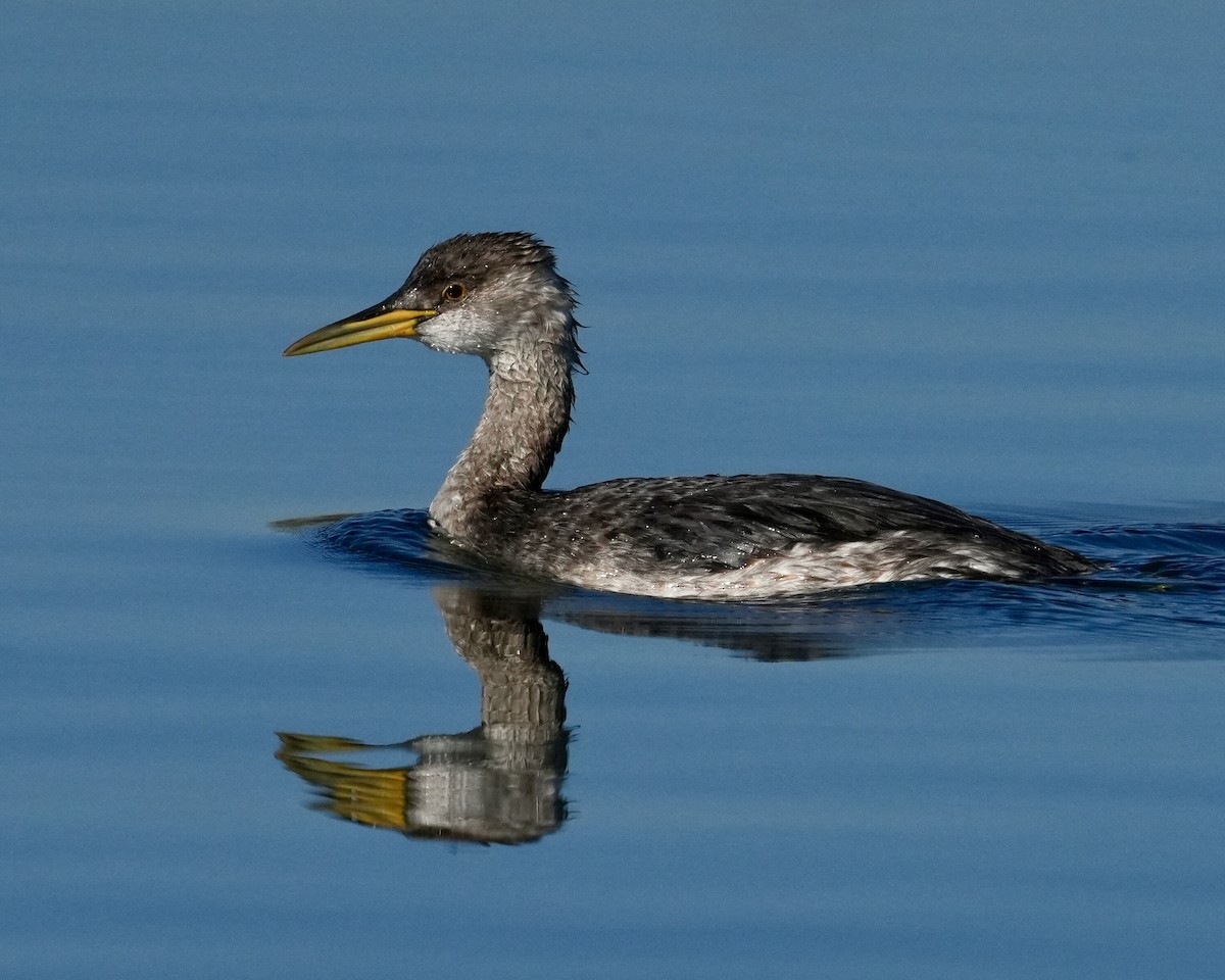 Somormujo Cuellirrojo - ML646638913