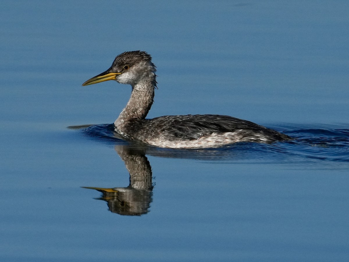Somormujo Cuellirrojo - ML646638914