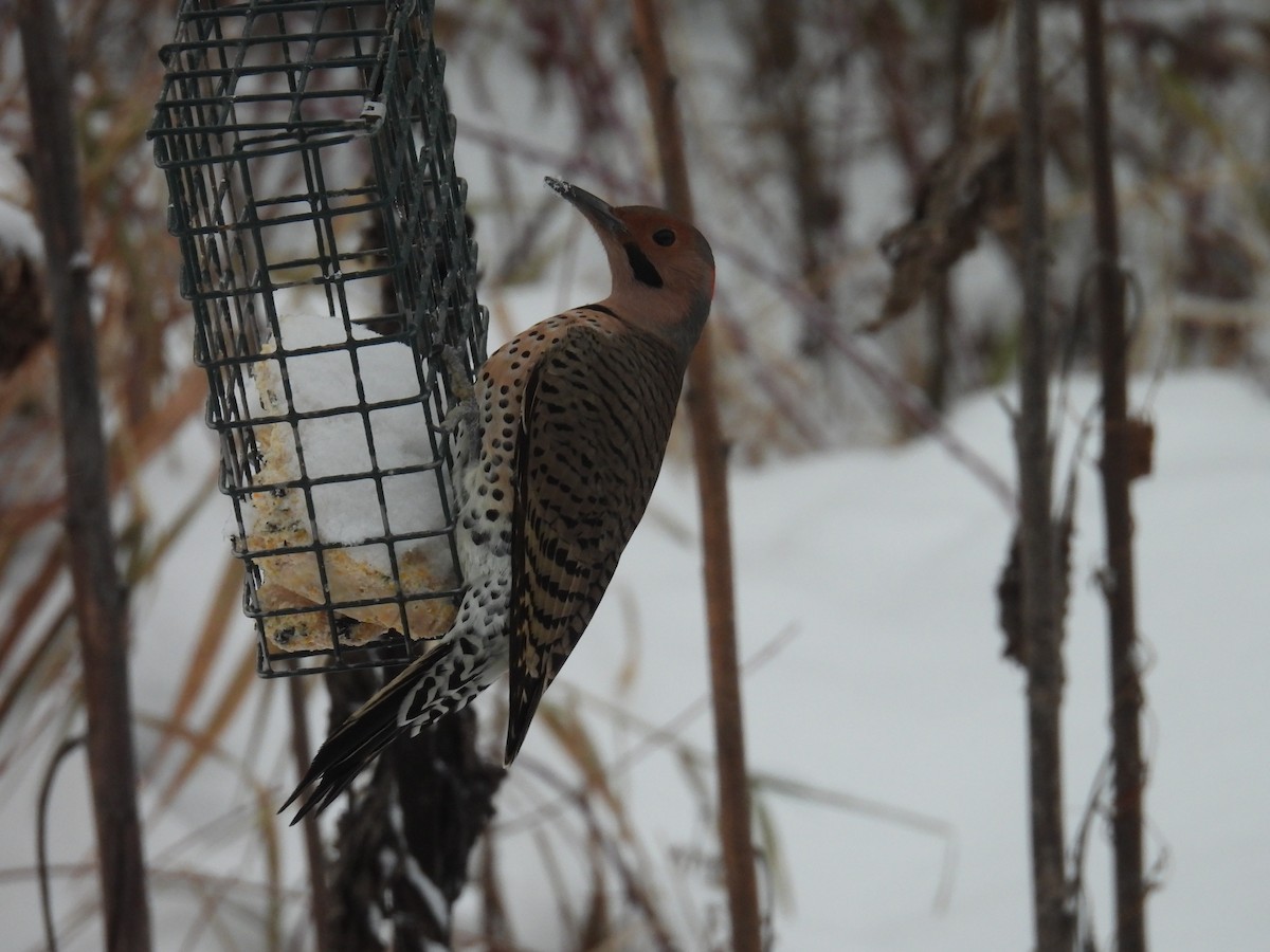 Northern Flicker (Yellow-shafted) - ML646638916
