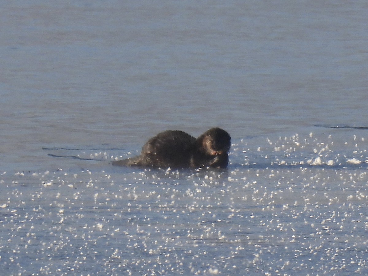 North American River Otter - ML646638918