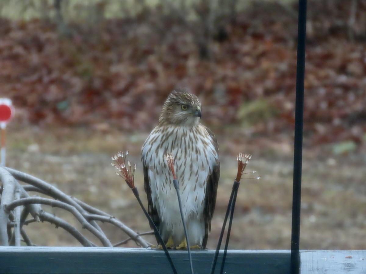 Cooper's Hawk - ML646638919