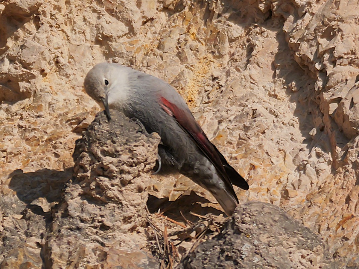 Tichodrome échelette - ML646638921