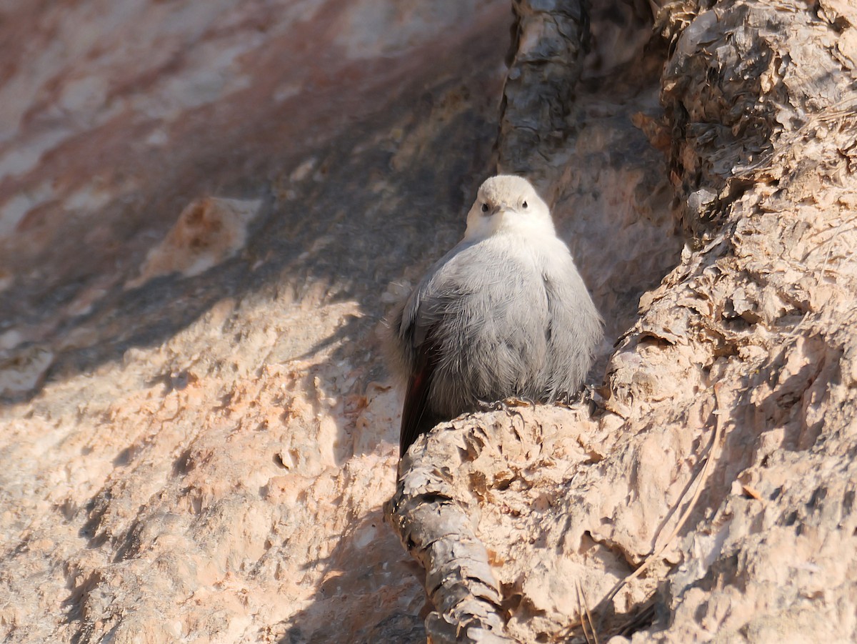 Tichodrome échelette - ML646638922