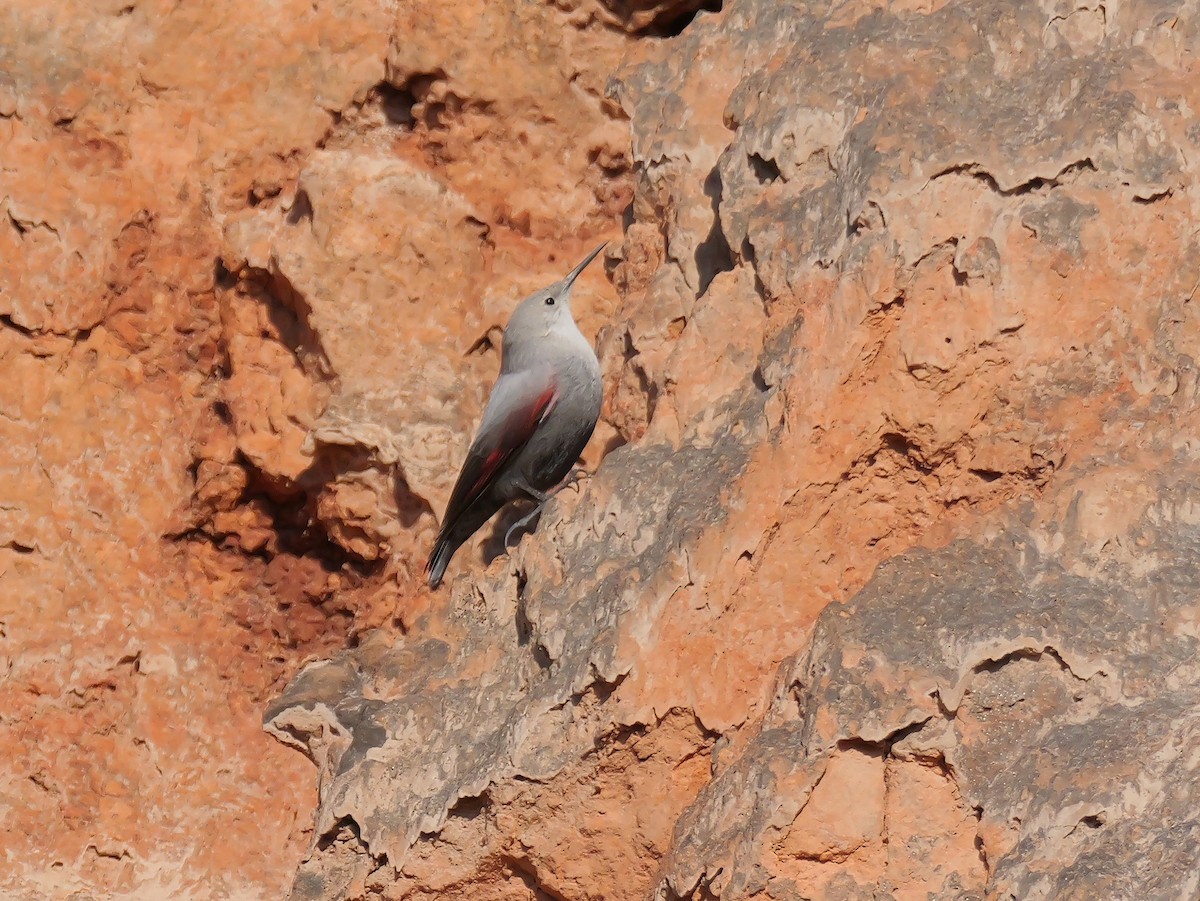 Tichodrome échelette - ML646638923