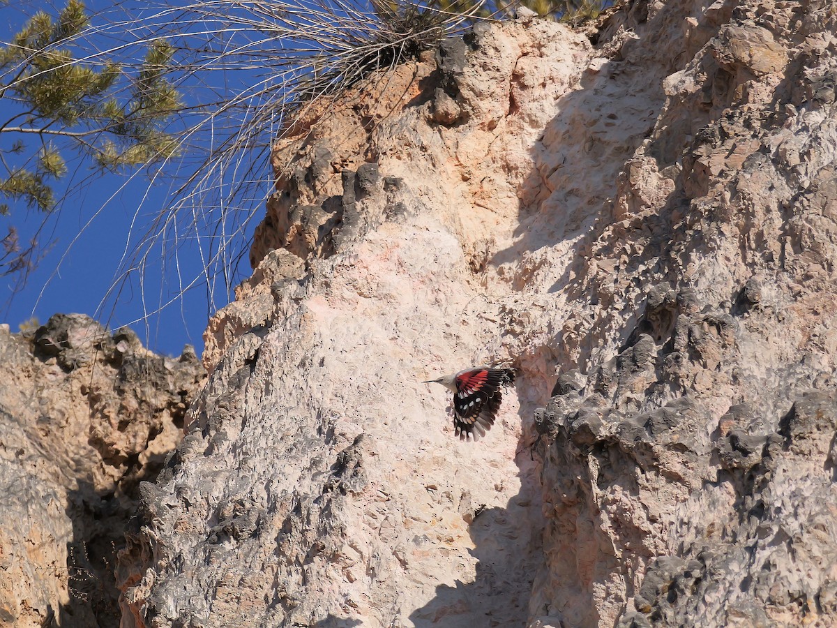 Tichodrome échelette - ML646638924