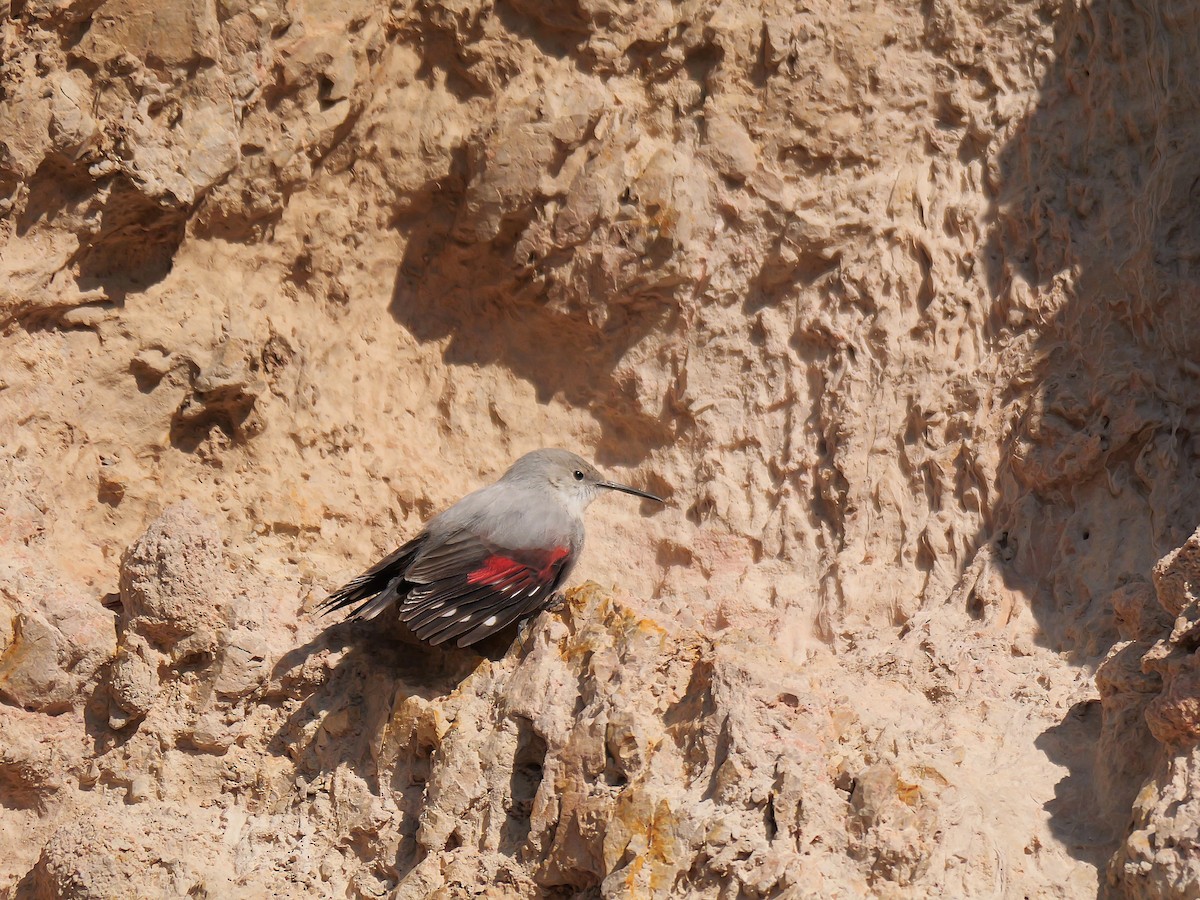 Tichodrome échelette - ML646638925