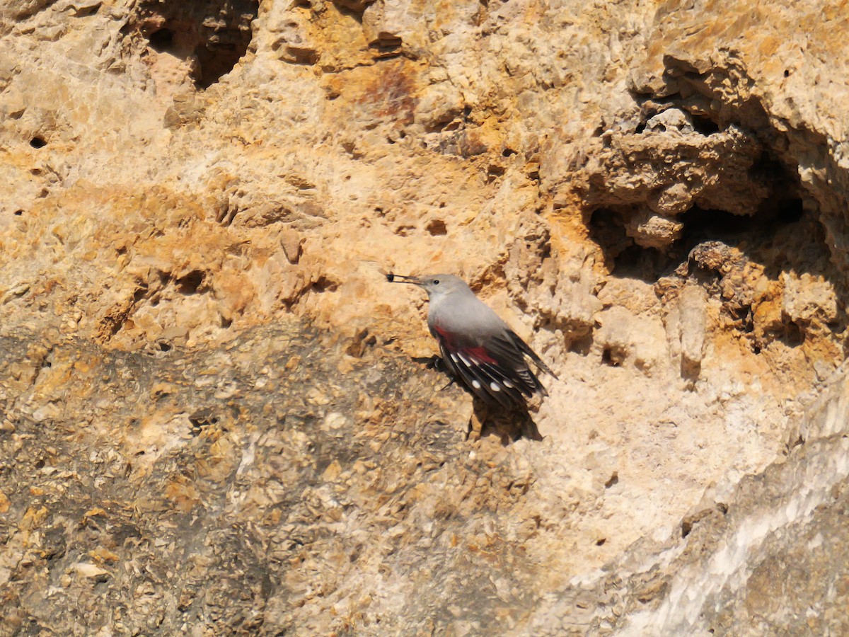 Tichodrome échelette - ML646638926