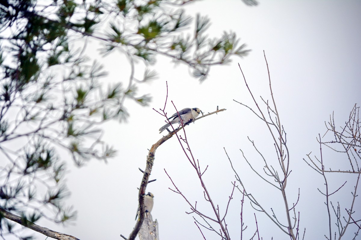 Canada Jay - ML646638936