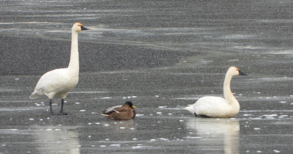 labuť malá - ML646638938