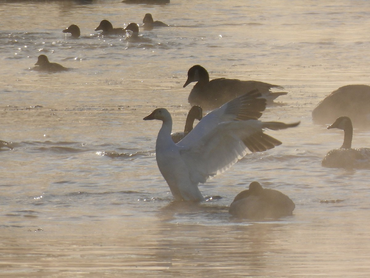 Snow Goose - ML646638940