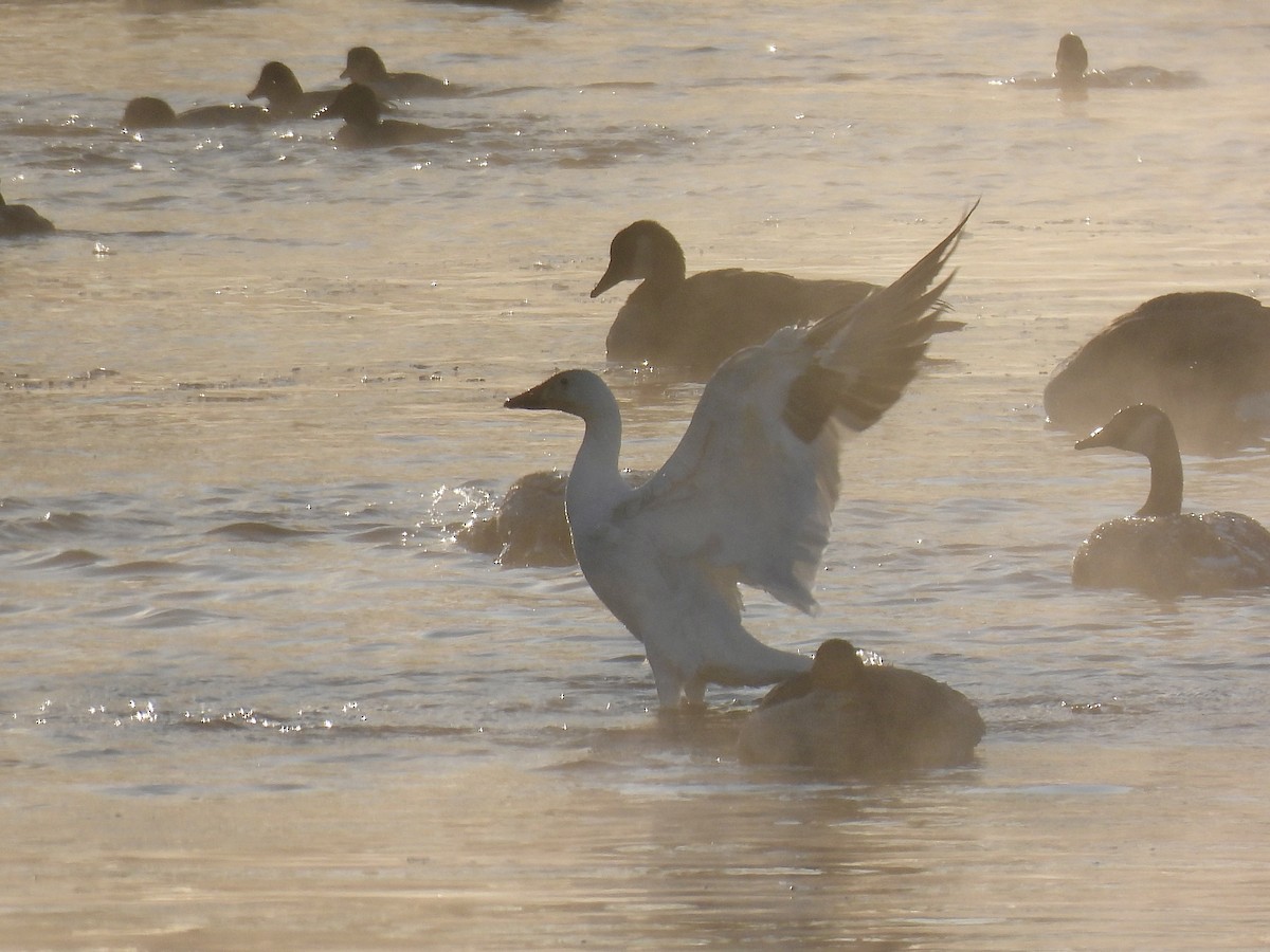 Snow Goose - ML646638941