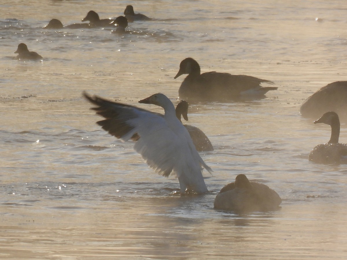 Snow Goose - ML646638942