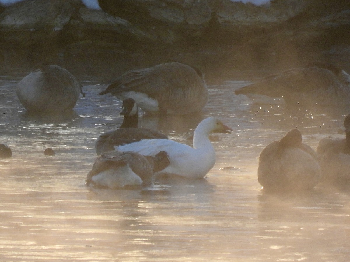 Snow Goose - ML646638943