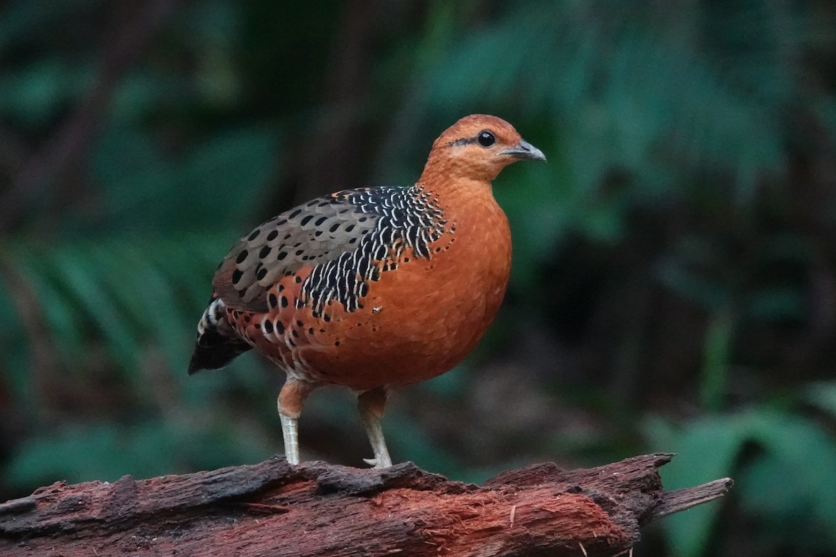 Ferruginous Partridge - ML646638944