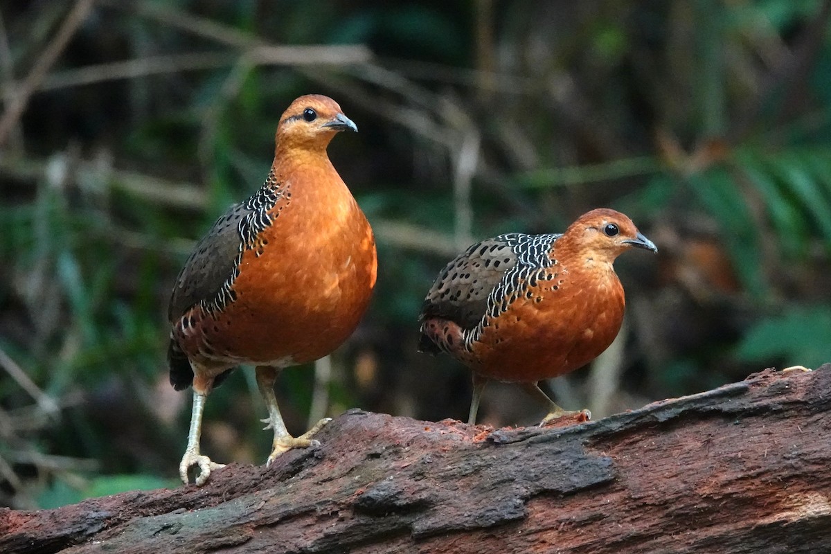 Ferruginous Partridge - ML646638945