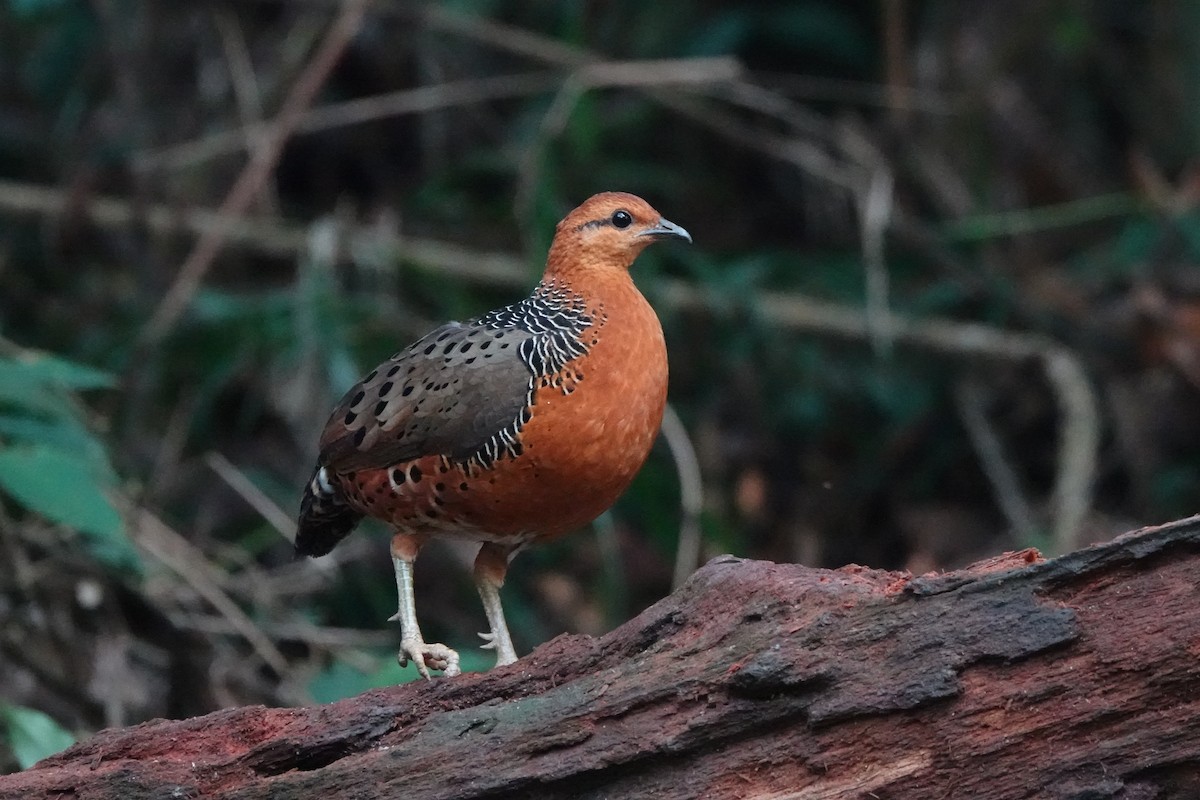 Ferruginous Partridge - ML646638946
