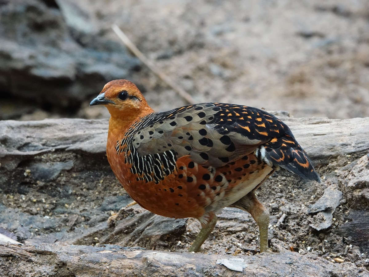 Ferruginous Partridge - ML646638947