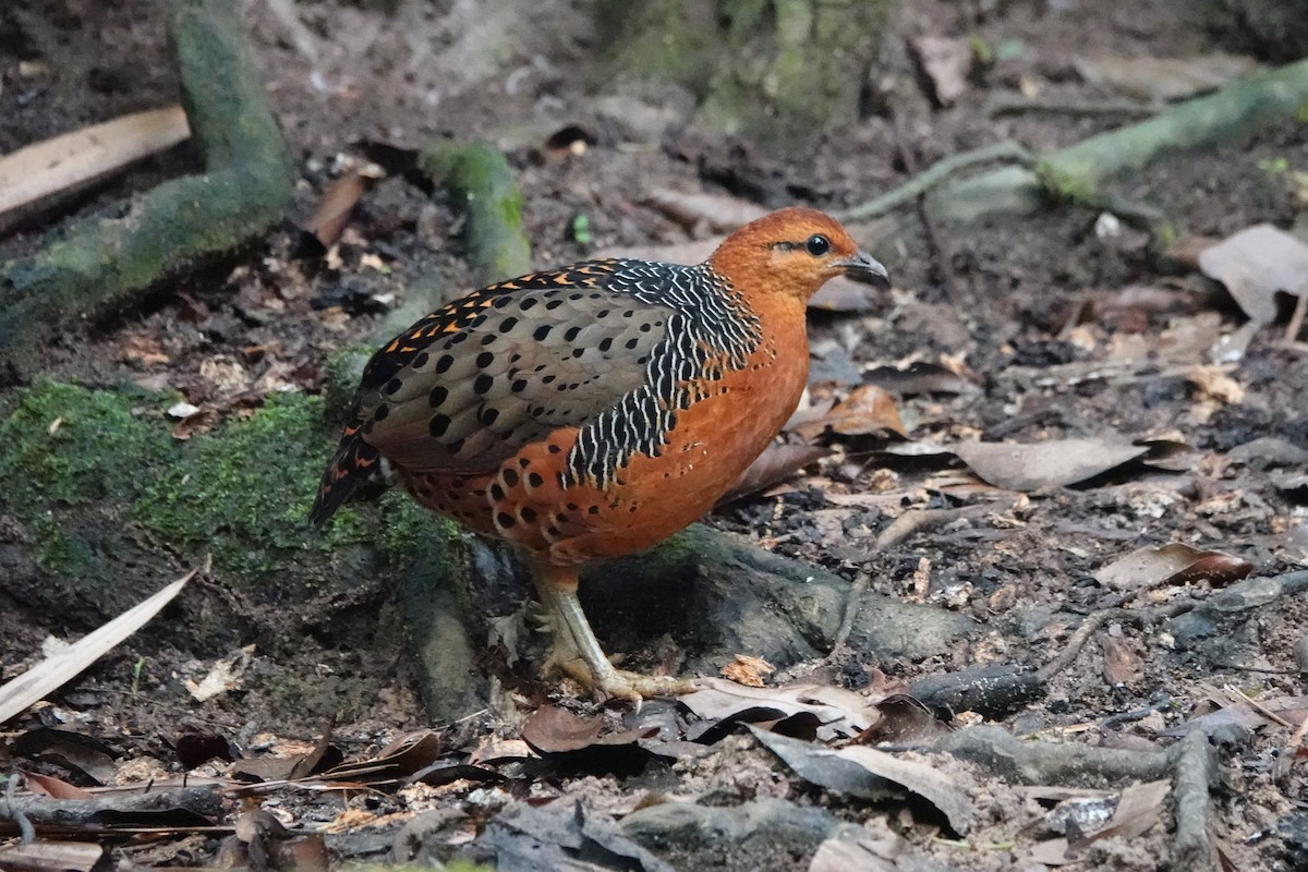 Ferruginous Partridge - ML646638948
