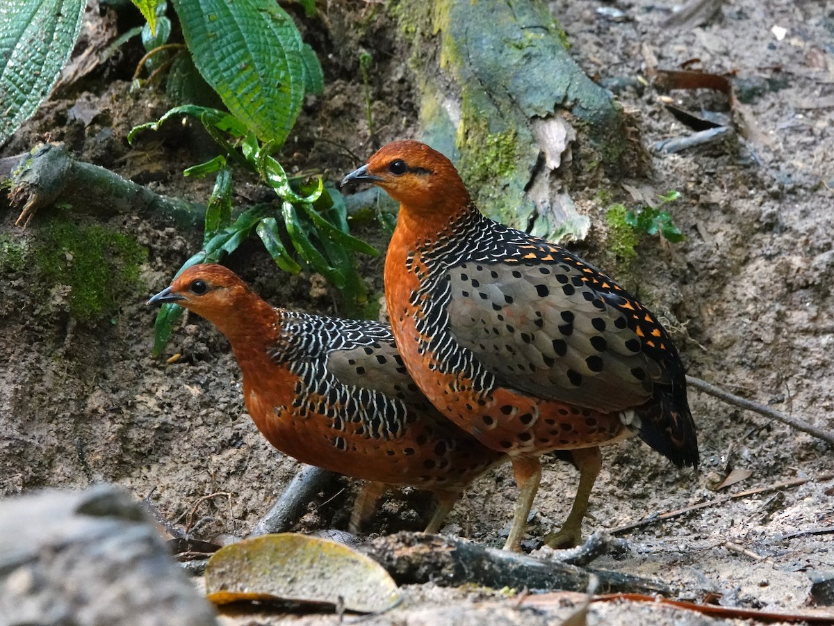 Ferruginous Partridge - ML646638949