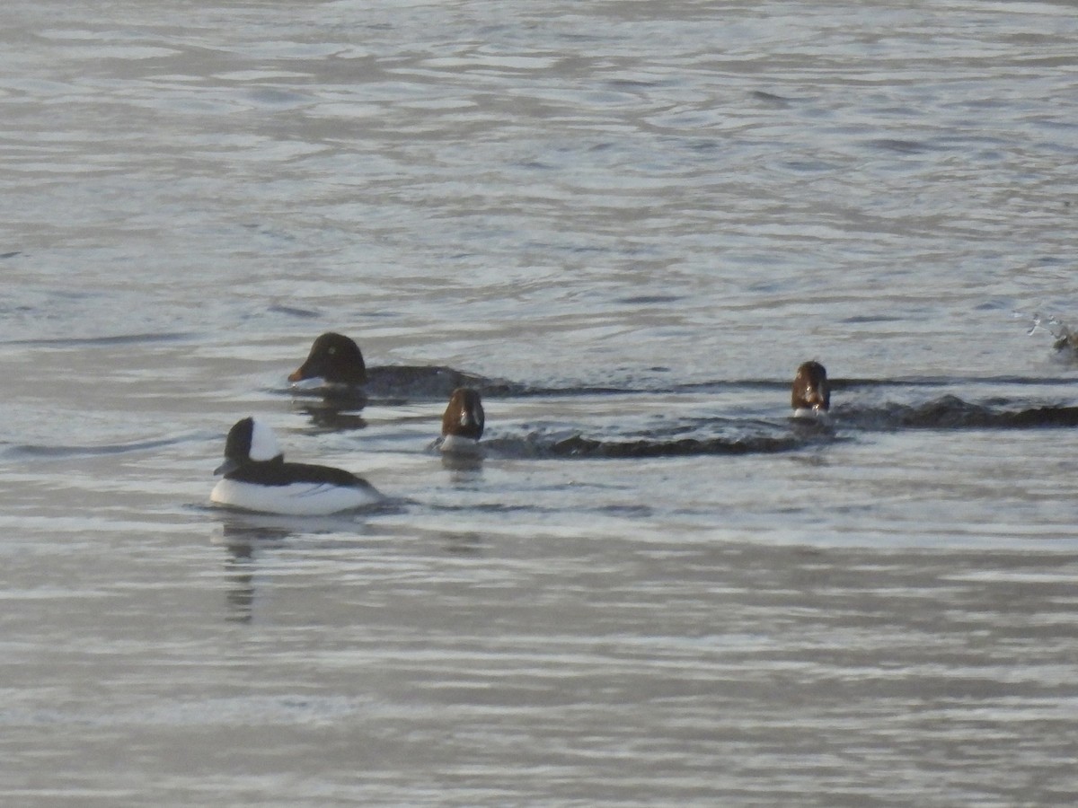 Bufflehead - ML646638950