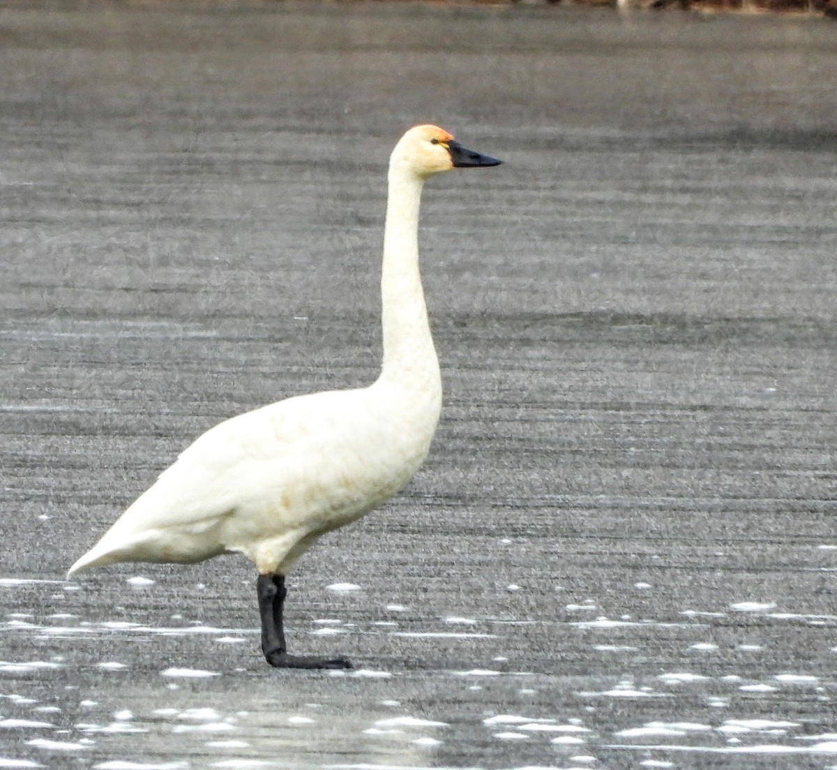 labuť malá - ML646638952