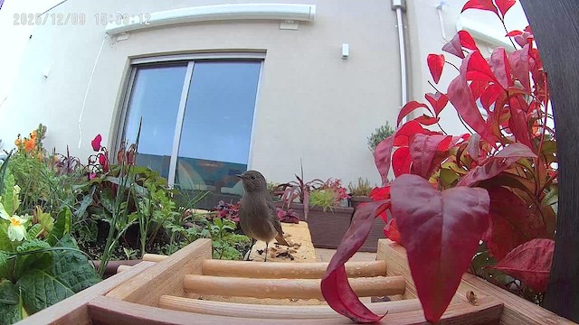 Black Redstart - ML646638953