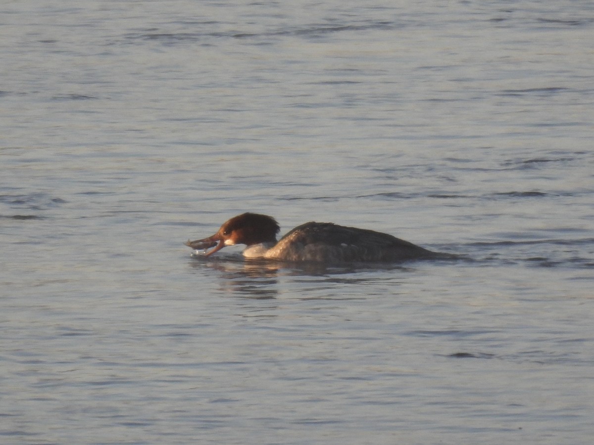 Common Merganser - ML646638954