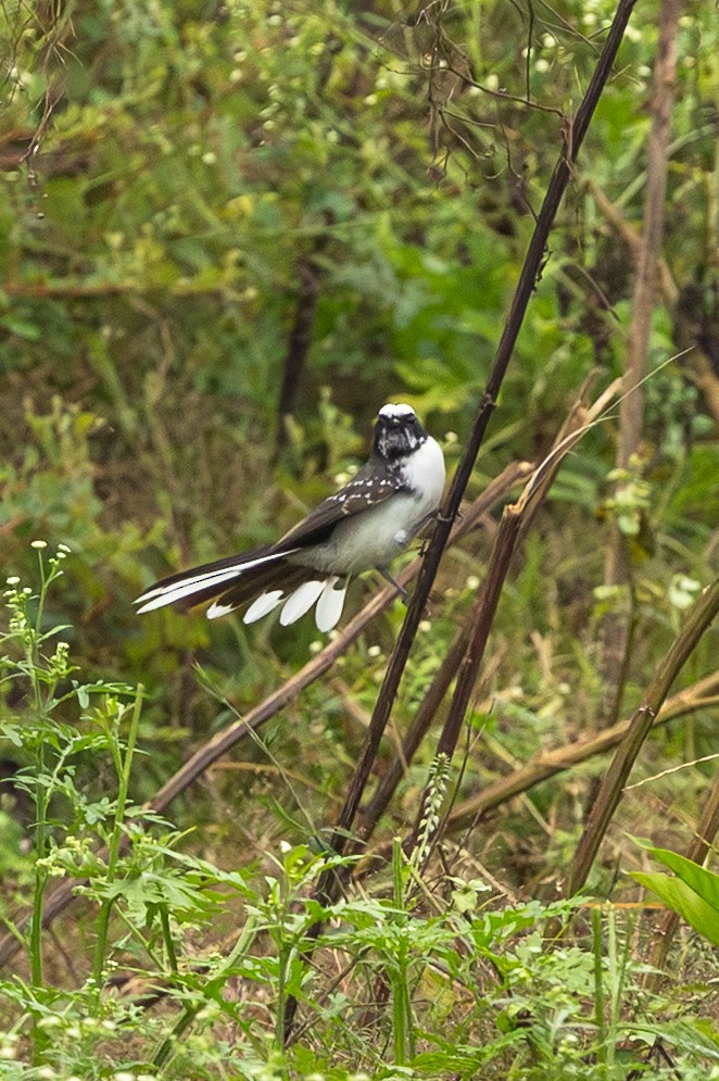 White-browed Fantail - ML646638956