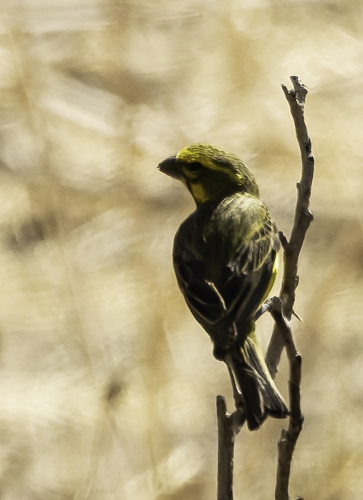 Brimstone Canary - ML646638957