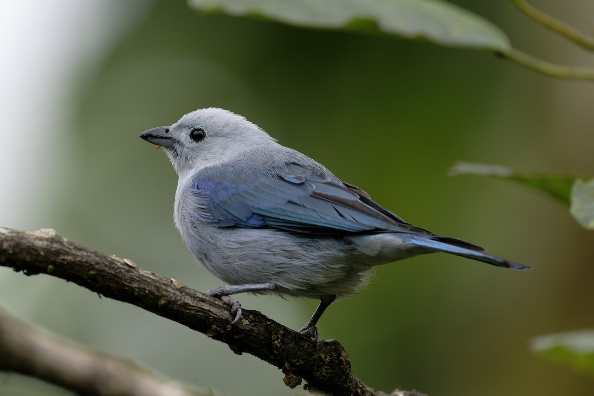 Blue-gray Tanager - ML646638959