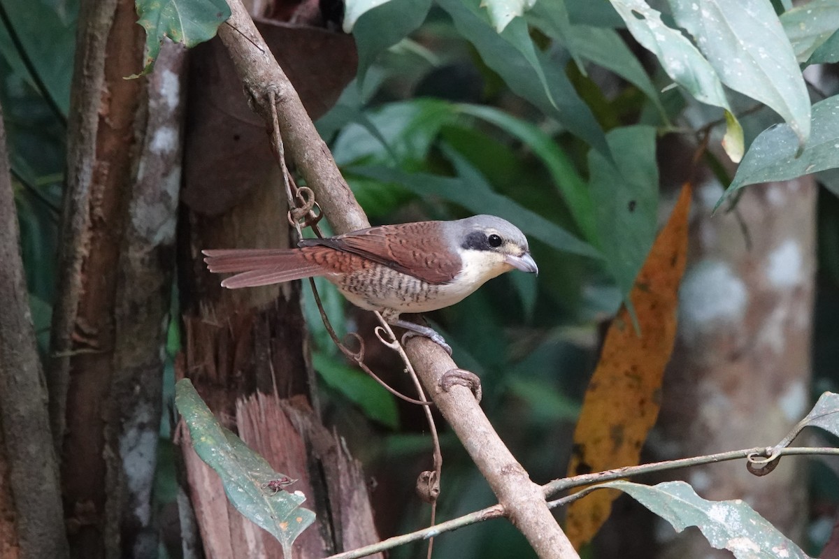 Tiger Shrike - ML646638961