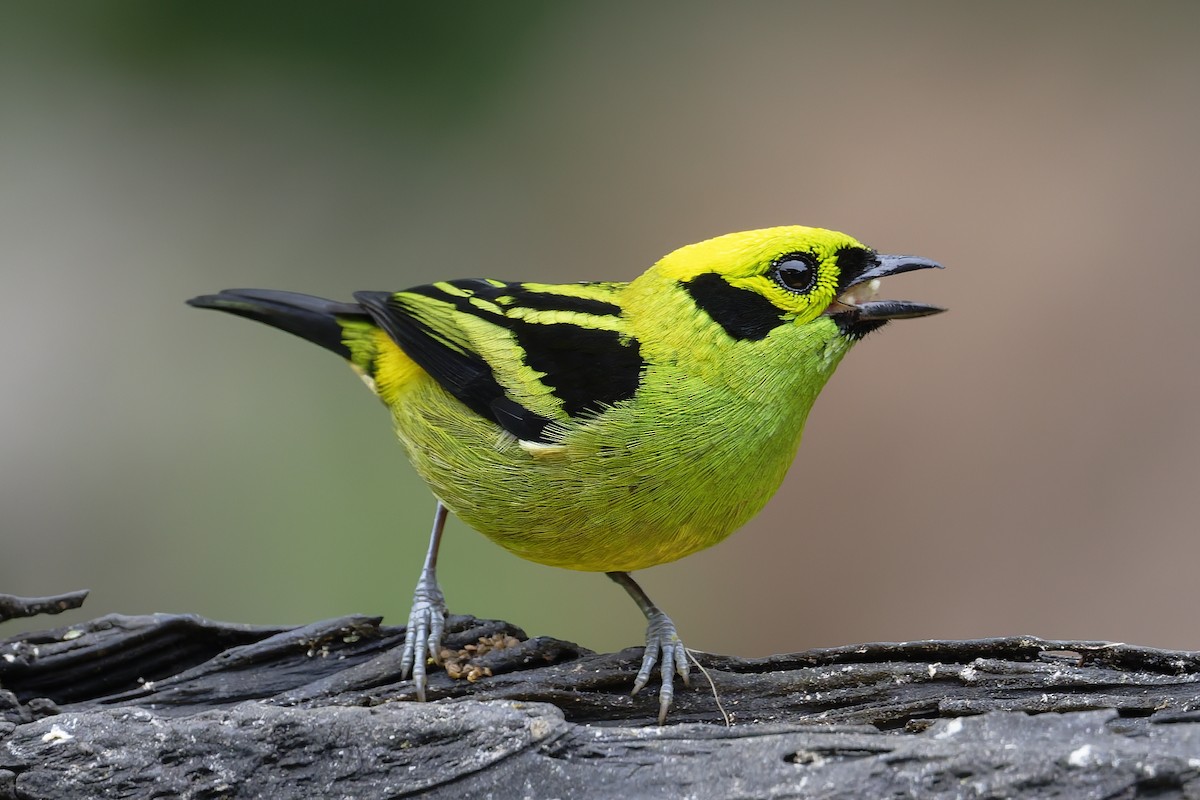 Emerald Tanager - ML646638962