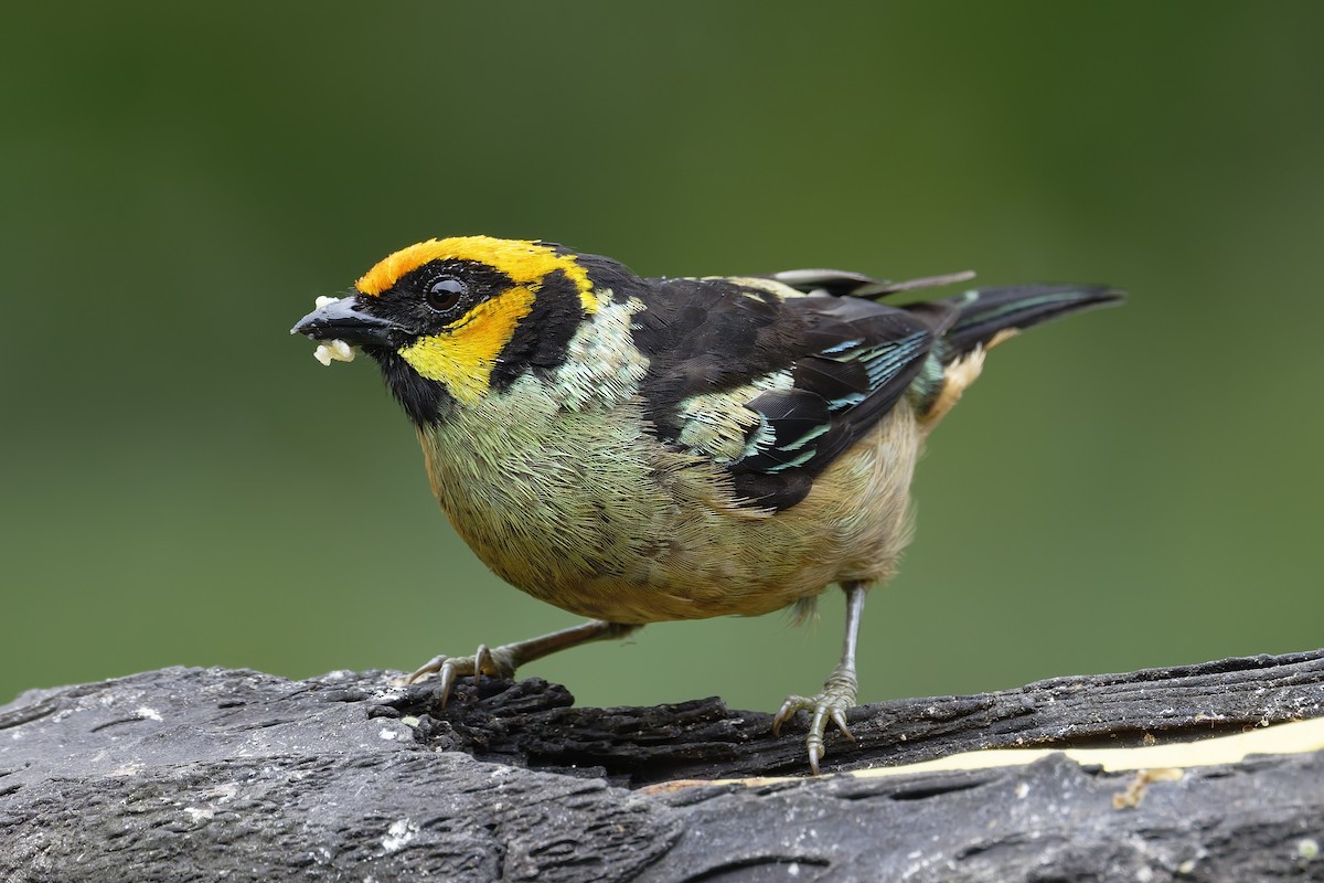 Flame-faced Tanager - ML646638963