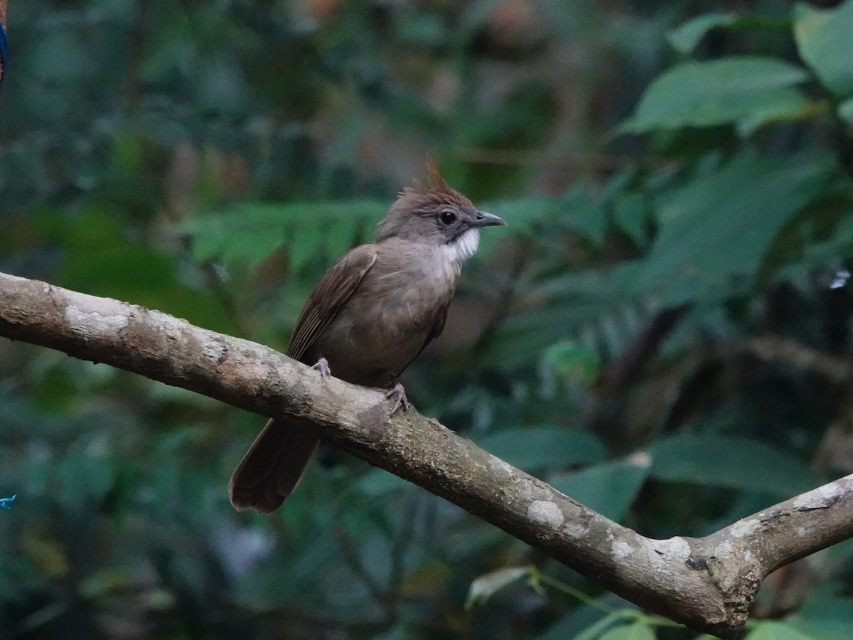 Ochraceous Bulbul - ML646638965
