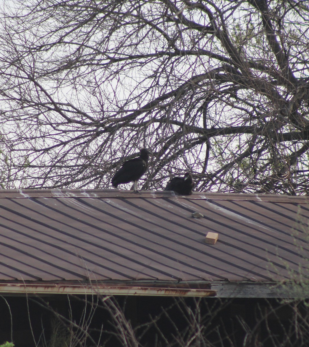 Black Vulture - ML646638966