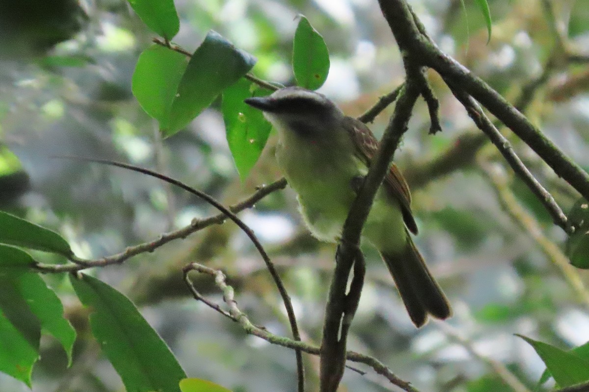 Golden-bellied Flycatcher - ML646638967