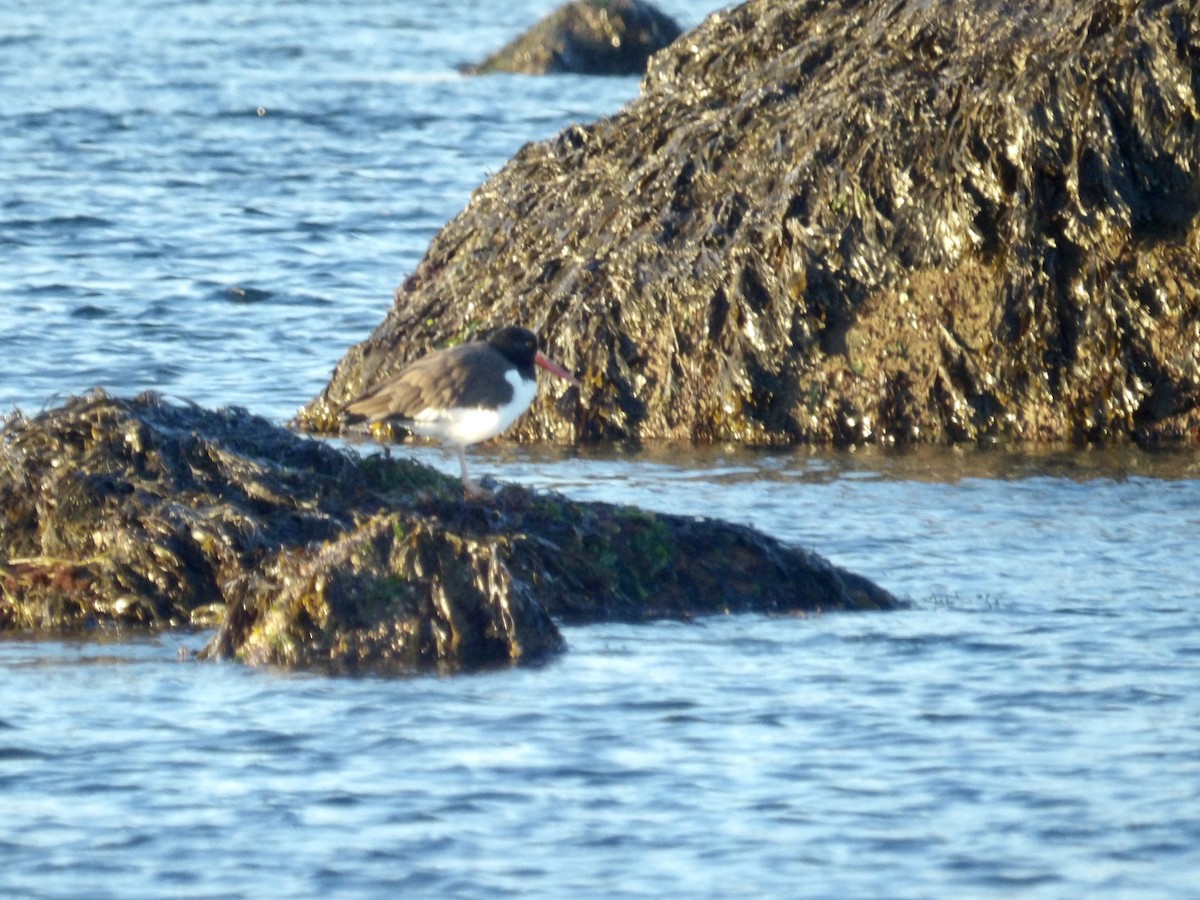 American Oystercatcher - ML646638970