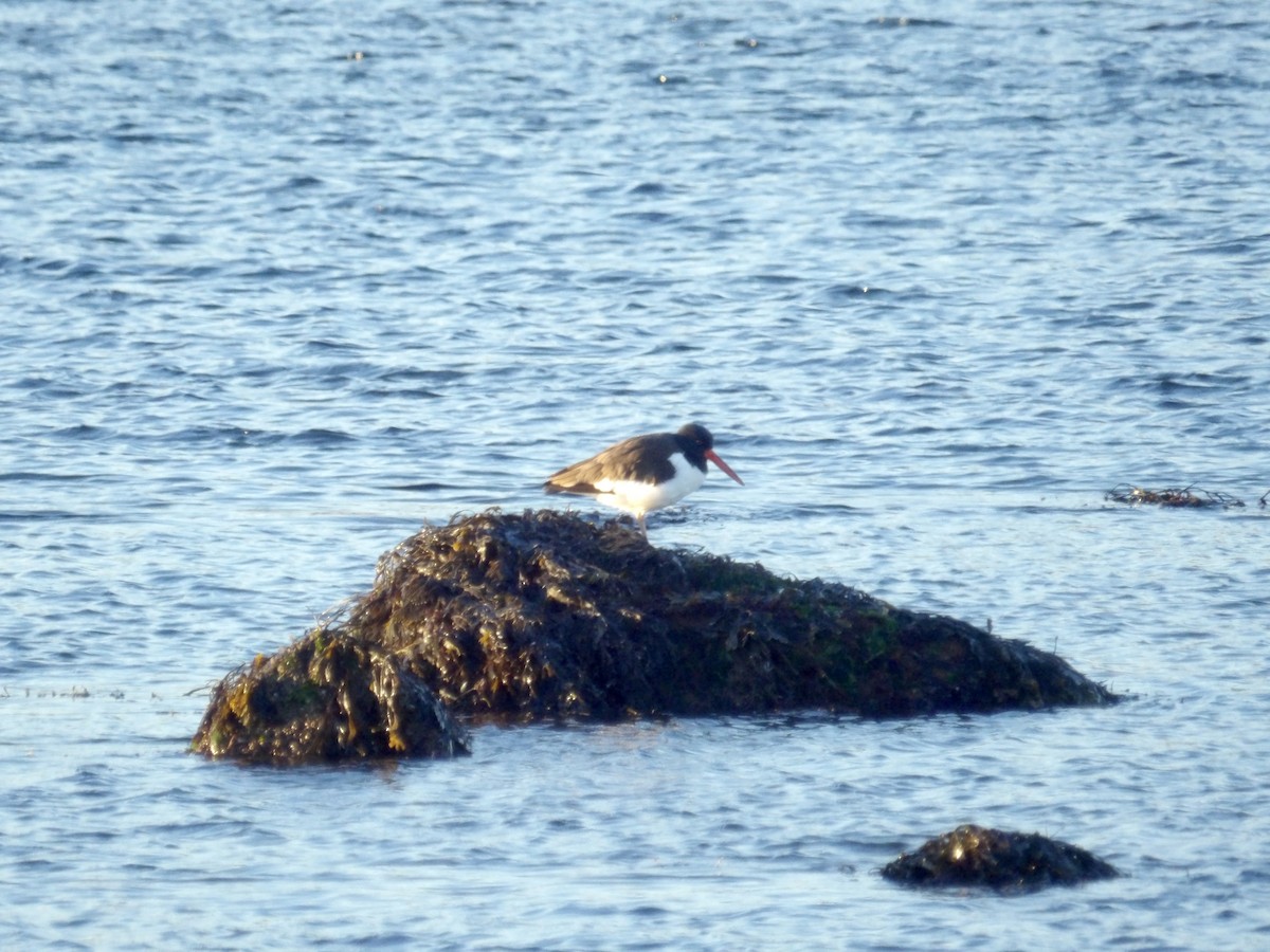 American Oystercatcher - ML646638971