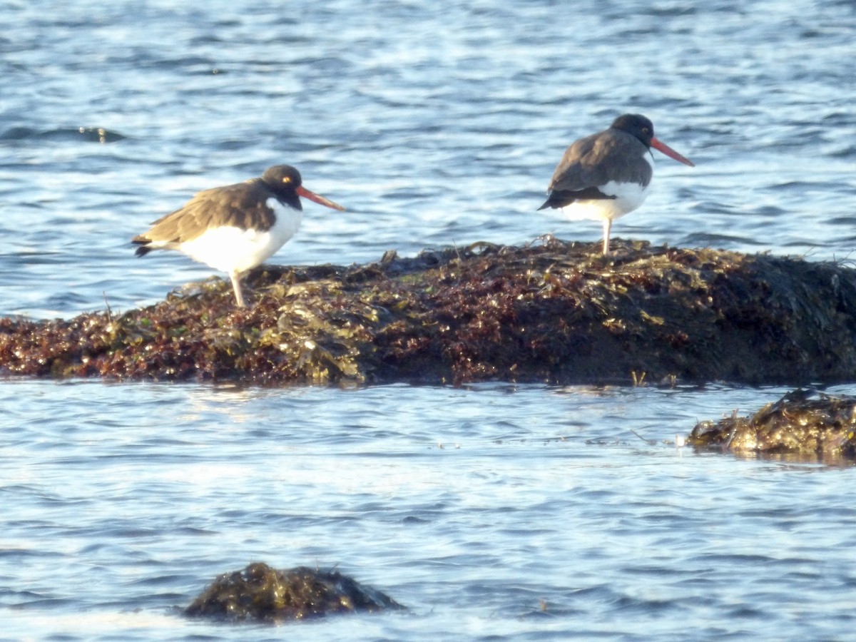 American Oystercatcher - ML646638972
