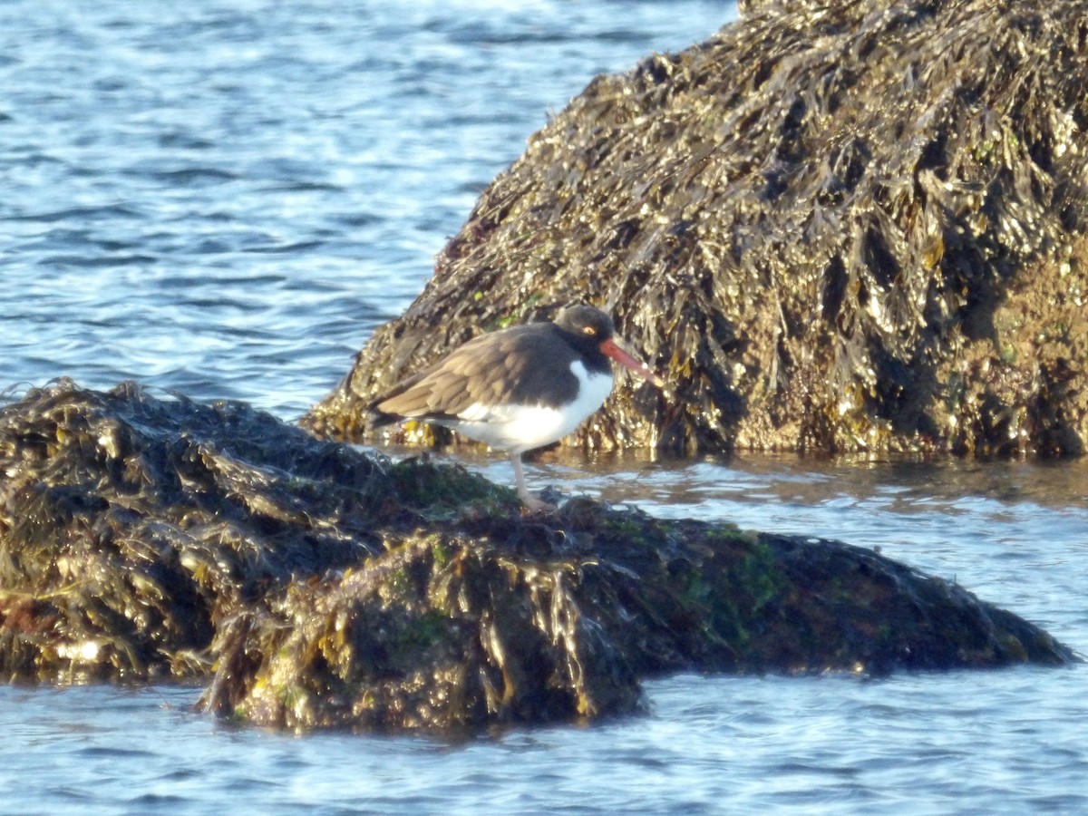 American Oystercatcher - ML646638973