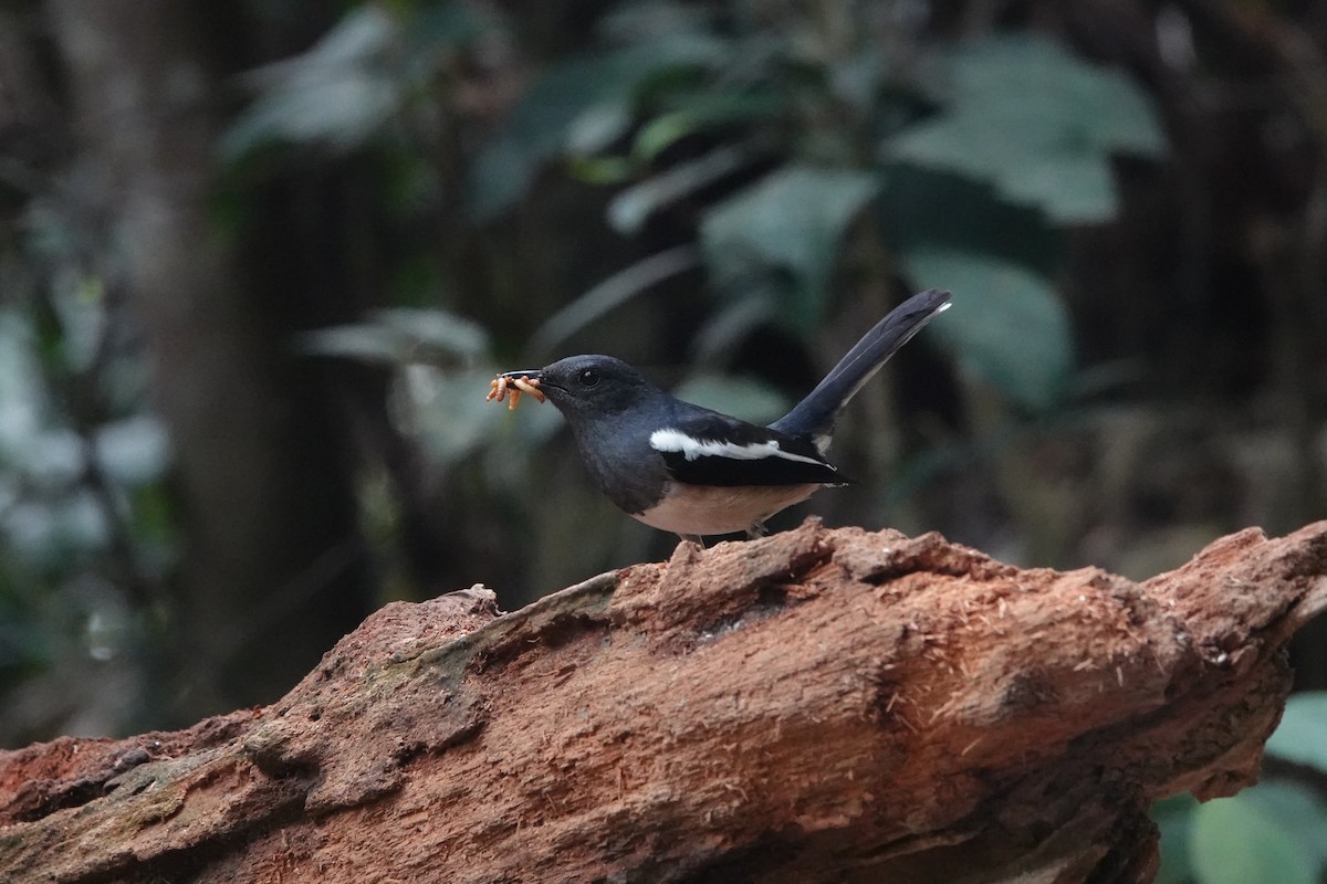 Oriental Magpie-Robin - ML646638975