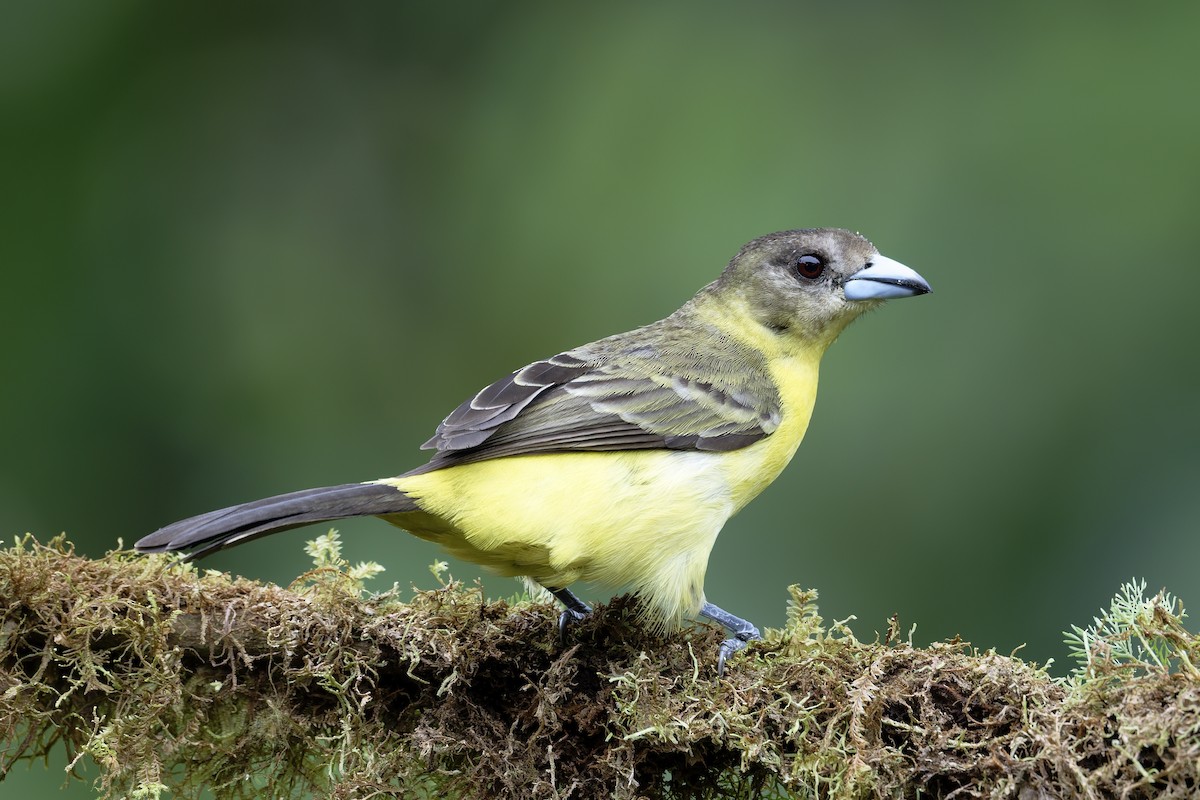 Flame-rumped Tanager - ML646638976