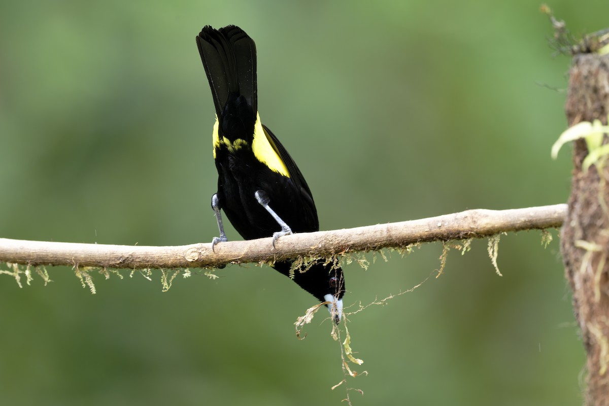 Flame-rumped Tanager - ML646638977