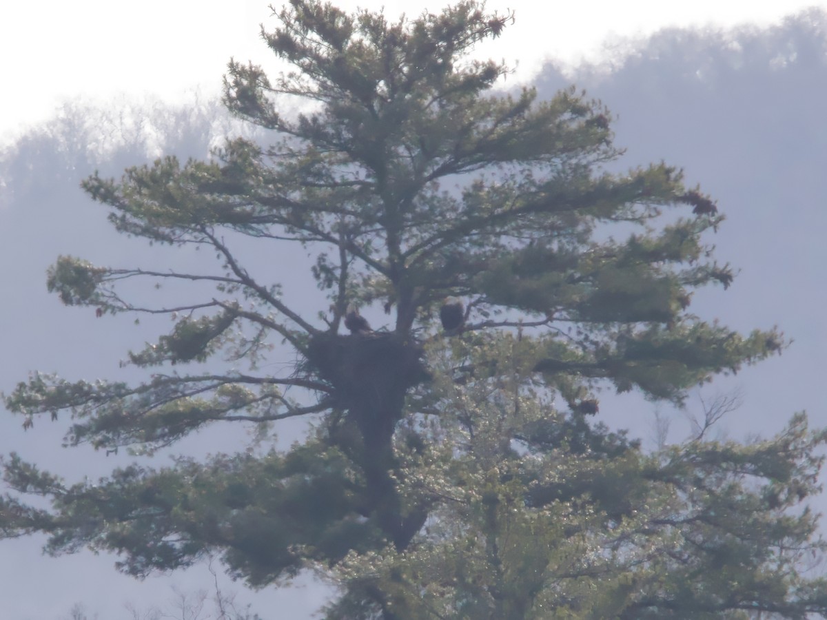 Itsas arrano buruzuria - ML646638978