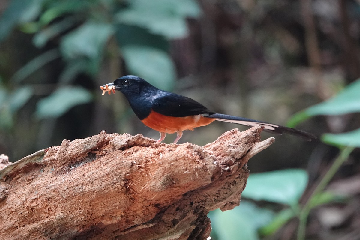 White-rumped Shama - ML646638979