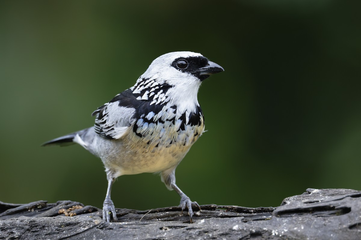 Gray-and-gold Tanager - ML646638981