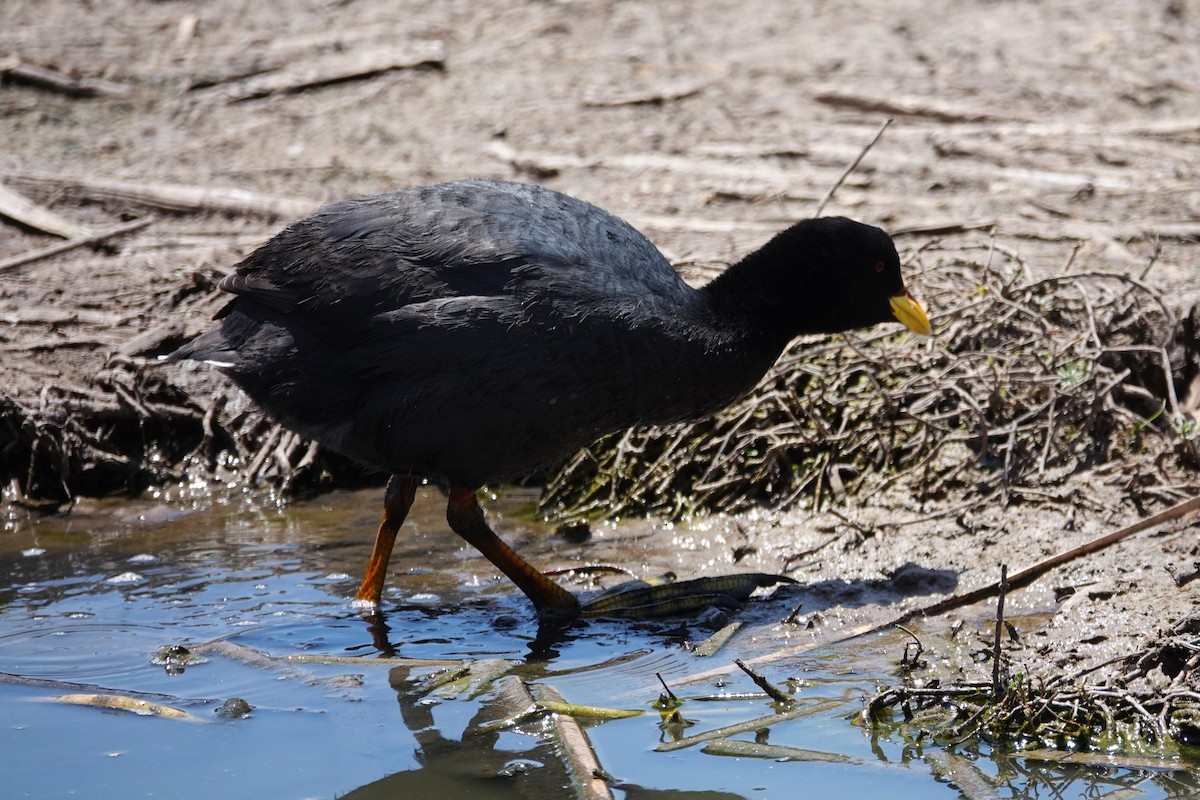 Red-gartered Coot - ML646638982