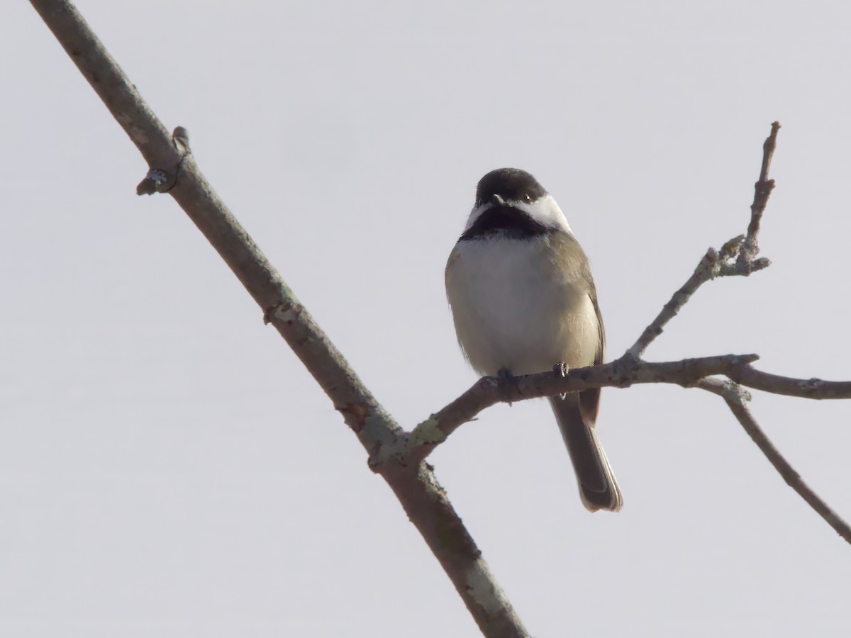 Black-capped Chickadee - ML646638983